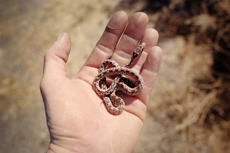 Baby snake.