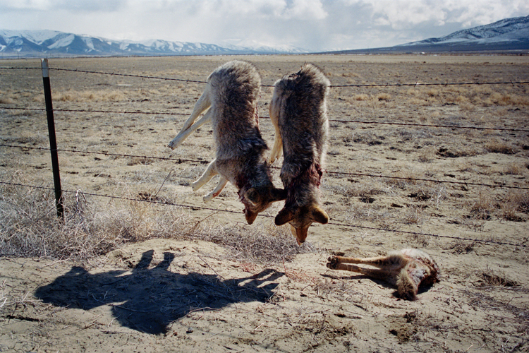 Three dead coyotes.